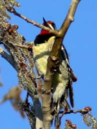 Always look for white in the tail on hooded. Meet The Striking Yellow Bellied Sapsucker