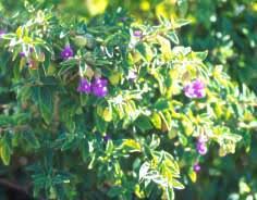 Image result for Tinnea aethiopica