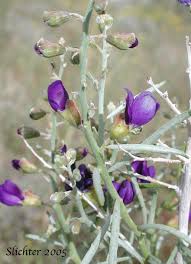 Image result for Indigofera simplicifolia