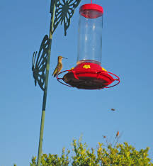 Another way to help with the hummingbird feeder bees and insect problem is to get rid of some of the insects using wasp traps that are available in stores. Bees On My Hummingbird Feeder 9 Tips To Get Rid Of Them Hummingbird Bliss