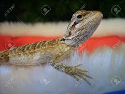 Bearded dragons make excellent pets and appear to enjoy human company. A Baby Bearded Dragon Sitting On A Christmas Hat Stock Photo Picture And Royalty Free Image Image 4504893