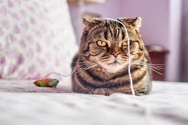 Signs that your cat has been stung by a bee or wasp. 4 Popular Cat Injuries And How To Treat Them Petsecure