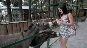 Joyful young couple lying on bed inside home cuddling and being affectionate in the morning. Beautiful Brunette Girl Feeding Donkey At Zoo She Laughs And Wonders Free Hd Video Clips Stock Video Footage