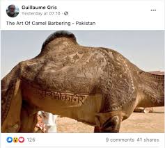 However, they were brought to the americas and are now common in the united states and. Fact Check This Picture Of Camel Fur Cutting Art Is Not From Pakistan Viral Claim Is Fake