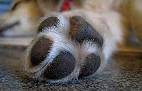 Check spelling or type a new query. Swollen Dog Paw And Pad Common Causes Home Remedies Dogs Cats Pets