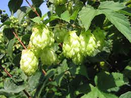Programmes covering seeds and the processing of hops may also be submitted. Humulus Lupulus Wikipedia