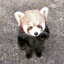 Red panda about to jump on his mom red panda about to jump on his mom. Hello Imgur It S Time For Your Weekly Dose Of Red Pandas Today We Have Derps Who Think They Are Human Album On Imgur