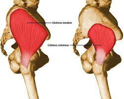 Pain In The Butt Gluteus Medius And It S Role In Running Related Injuries Oregonlive Com
