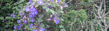 These weeds have small but bright yellow flowers, and they grow and spread as quickly as they do as a result of their root system. Invasive Plants The Trees Flowers Of Whangarei