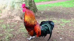 Roosters crow because they hear other roosters crowing, to show that a certain place in the barnyard is their turf, to try and assert their authority over another rooster, or even to gloat when a hen cackles what makes a rooster? Rooster Crowing Compilation Plus Rooster Crowing Sounds Effect 2016 Youtube