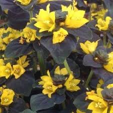 Vente De Plants De Lysimaque Chocolat Vivace Couvre Sol Aux Feuilles Semi Persistantes Le Lysimachia Persian Choco Fleurs Jaunes Vivaces Couvre Sol Fleurs