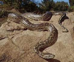 New The World S Biggest Snakes World Biggest Snake Snake Python Snake