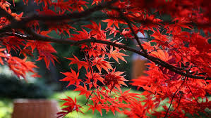 Grown for centuries in japan and remaining one of the most spectacular autumn foliaged trees in cultivation. How To Select The Right Japanese Maple