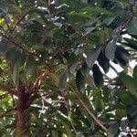 Image result for Ficus saussureana