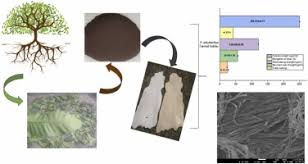 Image result for Tessmannia burttii