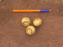 Image result for Bellucia pentamera