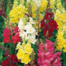 Image result for Antirrhinum