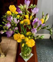 Freesia Flower Freesia Flowers Wholesale Flowers Buy Flowers Online