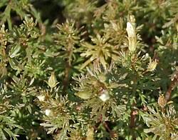 Image result for Limnophila crassifolia