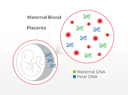 If you believe your wife stepped out on you and got pregnant by another man, you'd certainly be for example (and as discussed above), if i determine that this discovery has destroyed our marriage, i will need to be careful as to how i proceed if i decide. Non Invasive Prenatal Paternity Test Results Before Birth Ddc