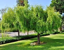 Image result for Maytenus