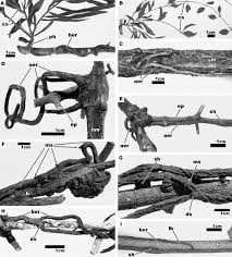 Image result for Vanwykia remota