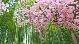 Kết quả hình ảnh cho hình ảnh đẹp