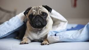 Also griff rütter das thema auf und stellte ein für alle mal klar: Hund Bett Hygiene Der Hund Schlaft Mit Im Bett Eklig Oder Nicht Bayern 1 Radio Br De