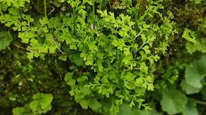 Image result for Anogramma leptophylla