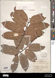 Image result for Landolphia owariensis