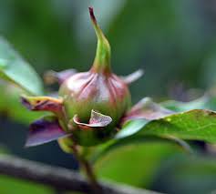 Image result for Stemodia serrata