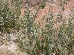 Image result for Gossypium triphyllum