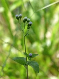 Image result for Ageratum conyzoides