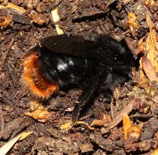 Image result for Bombus rupestris