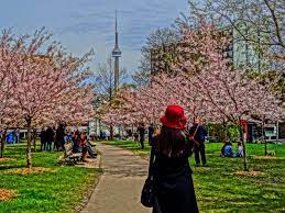 Fences have been installed around the cherry blossoms in toronto's trinity bellwoods in an effort to keep up with social distancing and deter people from coming to the park amid the coronavirus pandemic. Cherry Blossoms In Toronto The Ultimate Toronto Cherry Blossoms Guide