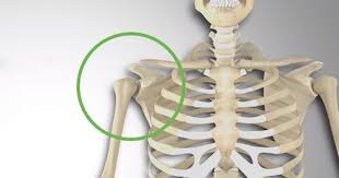 Another important bone of the head and neck is the hyoid bone. What Is The Shoulder Girdle Or The Shoulder Complex 3d Muscle Lab