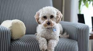 What causes a potty trained dog to regress? 4 Month Old Puppy Potty Training Regression Actionable Tips Try This