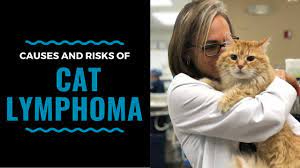 Nothing per os (npo) is no longer the preferred treatment post intestinal surgery. What You Need To Know About Feline Intestinal Lymphoma Vlog 98 Youtube