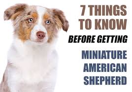 The miniature american shepherd was recognized by the american kennel club (akc) in 2015 and is the club's 186th breed. 7 Things To Know Before Getting A Miniature American Shepherd Puppy
