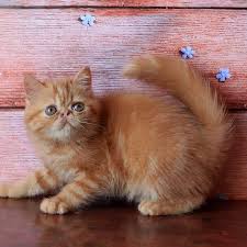 Looking for persian, himalayan and exotic kittens for sale? Peterbald Kittens Persian Kittens For Sale Sphynx Kittens For Sale Donskoy Kittens For Sale Peterbald Kittens