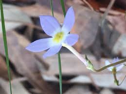 Maybe you would like to learn more about one of these? Free Images Blue Forget Me Not Flower Small Hope Remember Remembrance Flowering Plant Petal Wildflower Bellflower Family Gentian Family 4032x3024 Mkassorla 1591979 Free Stock Photos Pxhere