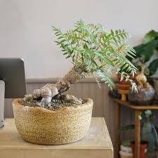 Image result for Erythrophysa