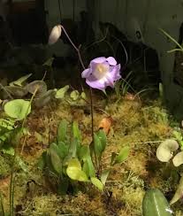 Image result for Utricularia arenaria