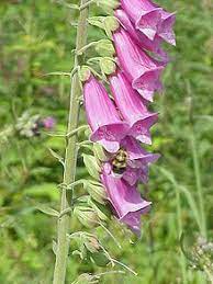 Pin On Gardening Flowers Info