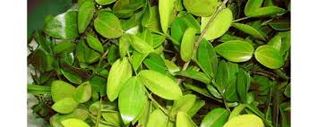 Image result for Fagaropsis