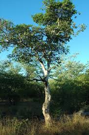 Image result for Ochna pulchra