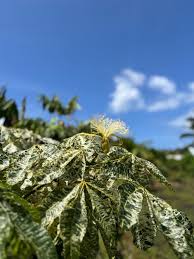 Image result for Pachira glabra