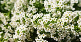 We did not find results for: Enchanting Plants For A Magical Moon Garden Prairie Gardens Jeffrey Alans