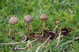 A group of three individually carved mushrooms showing natural fluting. Mower 39 S Mushroom Common Fungi Of Scotland Inaturalist