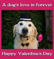 Share an animated facebook ecard or a cute and funny ecard with your family and friends, it's easy! Funny Valentines Dogs Archives Dogsjar Com Dog Valentines Funny Valentine Dogs
